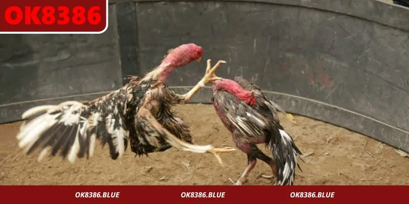 Các cửa cược trong đá gà nòi