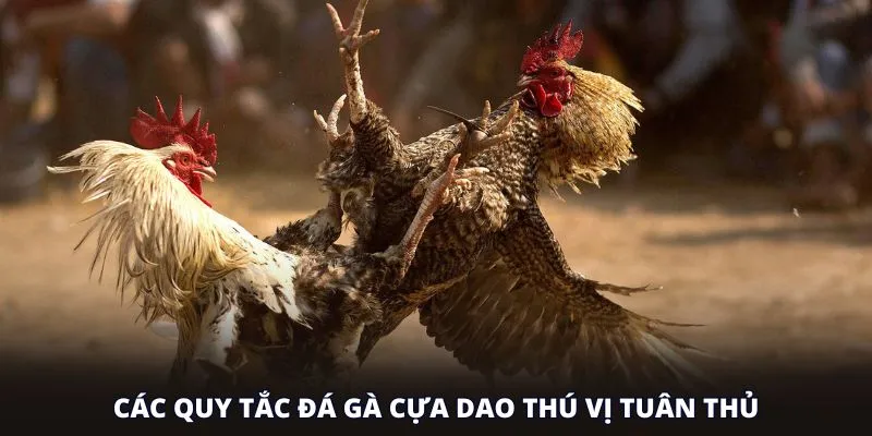 Các quy tắc đá gà cựa dao thú vị tuân thủ