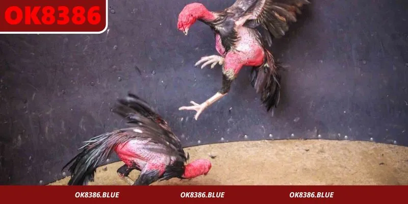 Đa dạng lối đá thu hút