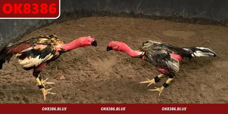 Đá gà nòi là hình thức truyền thống