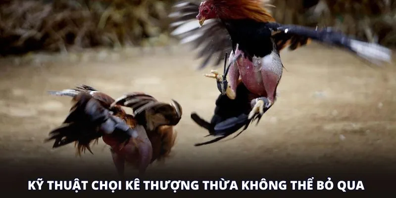 Kỹ thuật chọi kê thượng thừa không thể bỏ qua