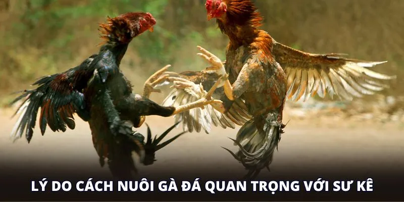 Lý do cách nuôi gà đá hiệu quả quan trọng với sư kê