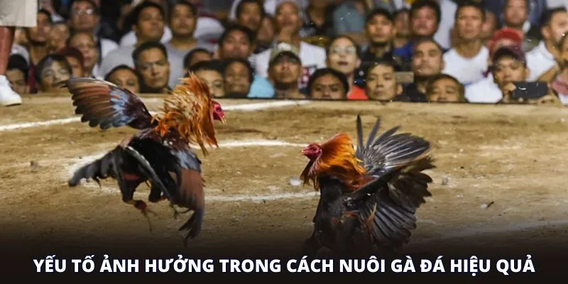 Yếu tố ảnh hưởng trong cách nuôi gà đá hiệu quả